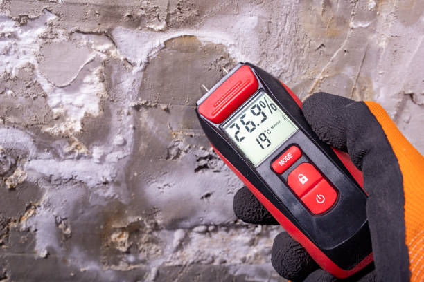 Best Fast Mold Removal  in Phelan, CA