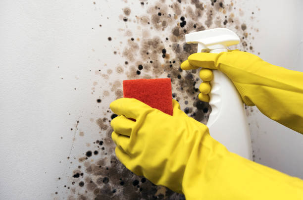 Certified Mold Removal in Phelan, CA