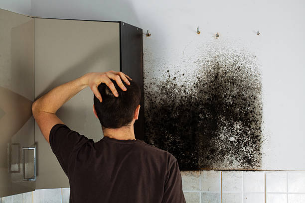 Best Office Mold Removal Services  in Phelan, CA